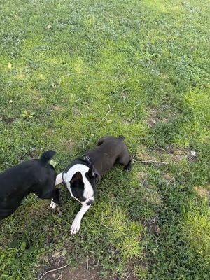 Dog Park at Roosevelt Park photo 1